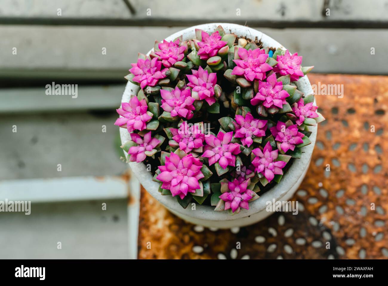 Primo piano Sunrise Succulent e Sand Rose o Anacampseros Rufescens nei vasi della fattoria Ornamental Plants. Disposizione rettangolare delle succulente. cactu Foto Stock