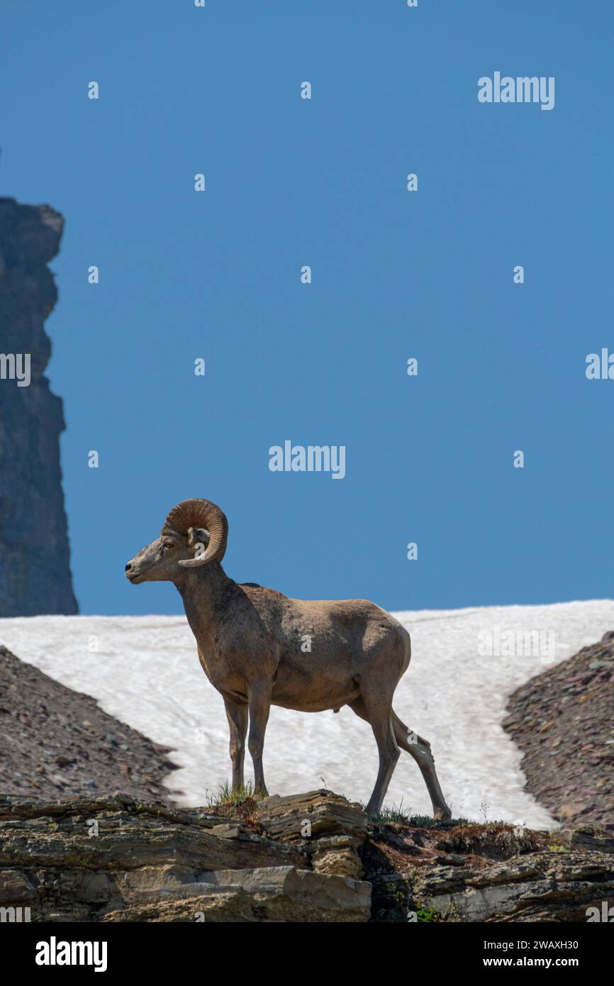 Pecore Rocky Mountain, Logan Pass, Glacier NP, Montana Foto Stock