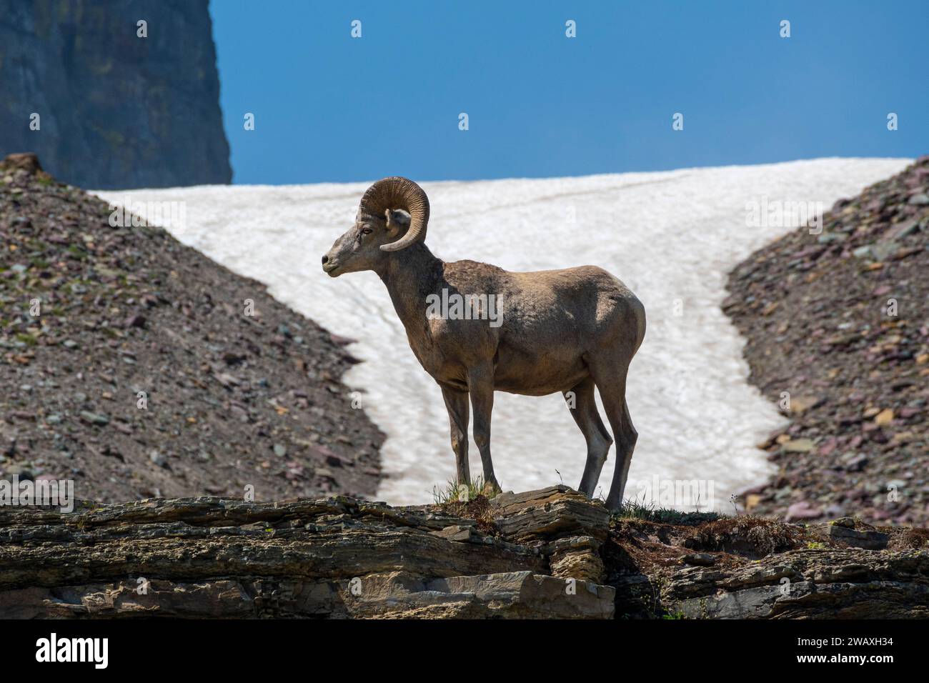 Pecore Rocky Mountain, Logan Pass, Glacier NP, Montana Foto Stock