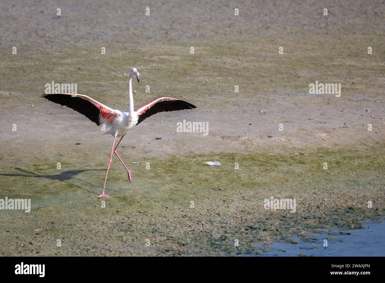 Un fenicottero maggiore (Phoenicopterus roseus) al Ras al Khor Wildlife Sanctuary di Dubai, in piedi con le ali sparse dopo l'atterraggio sulla pianura fangosa. Foto Stock