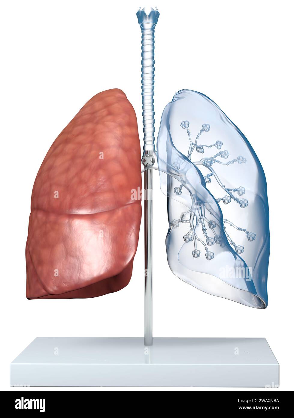 Modello di polmoni umani trasparenti con trachea, Broncia e alveoli. Illustrazione 3D. Foto Stock