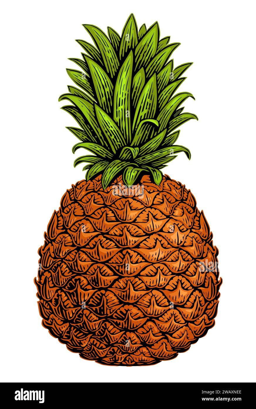 Ananas isolato su sfondo bianco. Frutta tropicale estiva. Illustrazione vettoriale a colori Illustrazione Vettoriale
