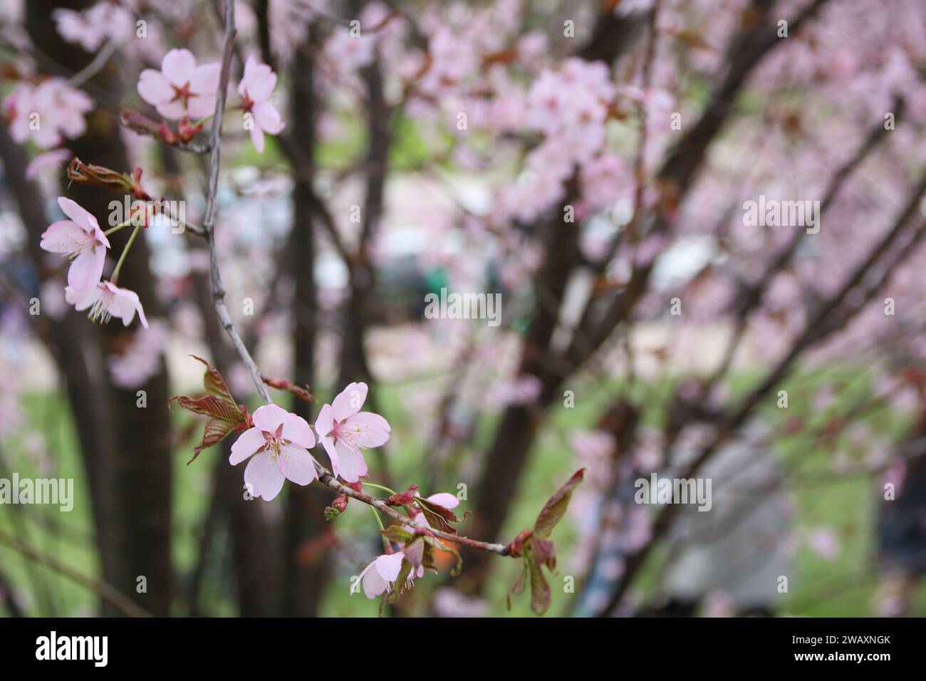 foto orizzontale, la bellezza eterea della primavera viene catturata con un effetto sfocato, mostrando un sakura o un ciliegio in piena fioritura. t concentrati sulla ciliegina Foto Stock