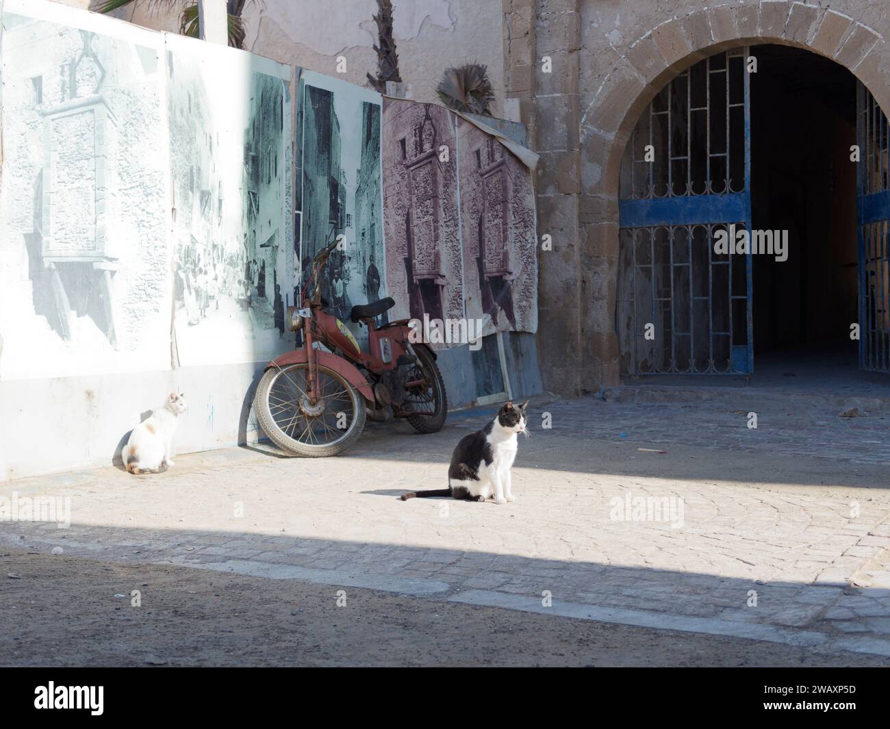 I gatti si siedono sotto la forte luce del sole accanto a un cancello e a una vecchia motocicletta nella storica medina della città di Essaouira, in Marocco. 7 gennaio 2024 Foto Stock