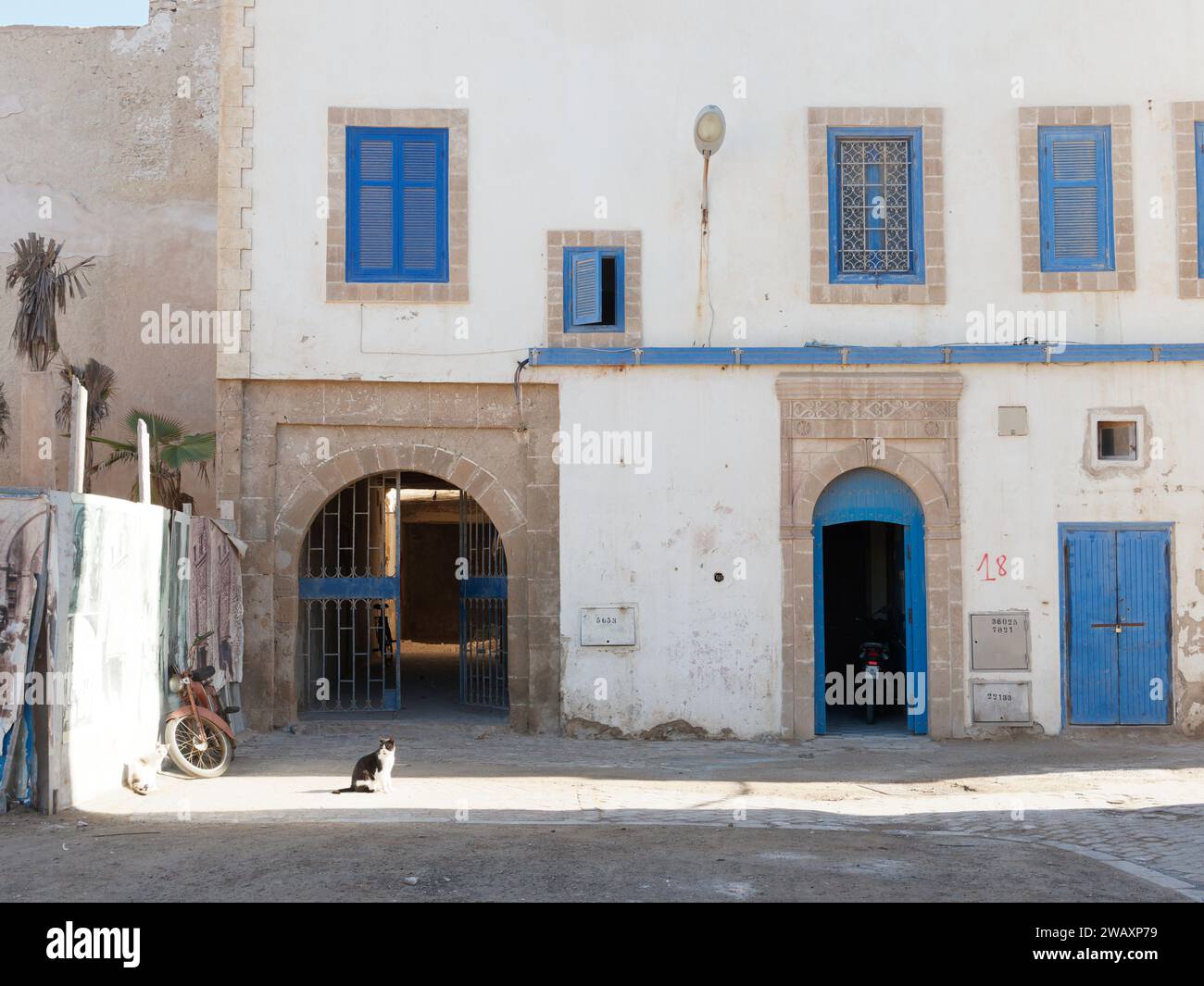 I gatti si siedono accanto a un edificio con porte e finestre blu nella storica medina nella città di Essaouira, in Marocco. 7 gennaio 2024 Foto Stock
