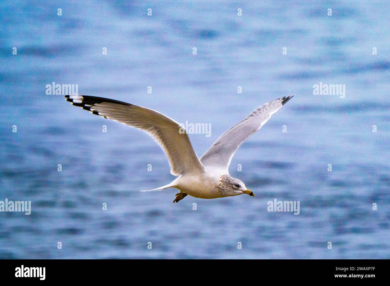 Un gabbiano solitario scivola senza sforzo sulle ali della baia spalmate e sugli occhi intensi. Una splendida cattura della natura selvaggia e della fotografia degli animali Foto Stock