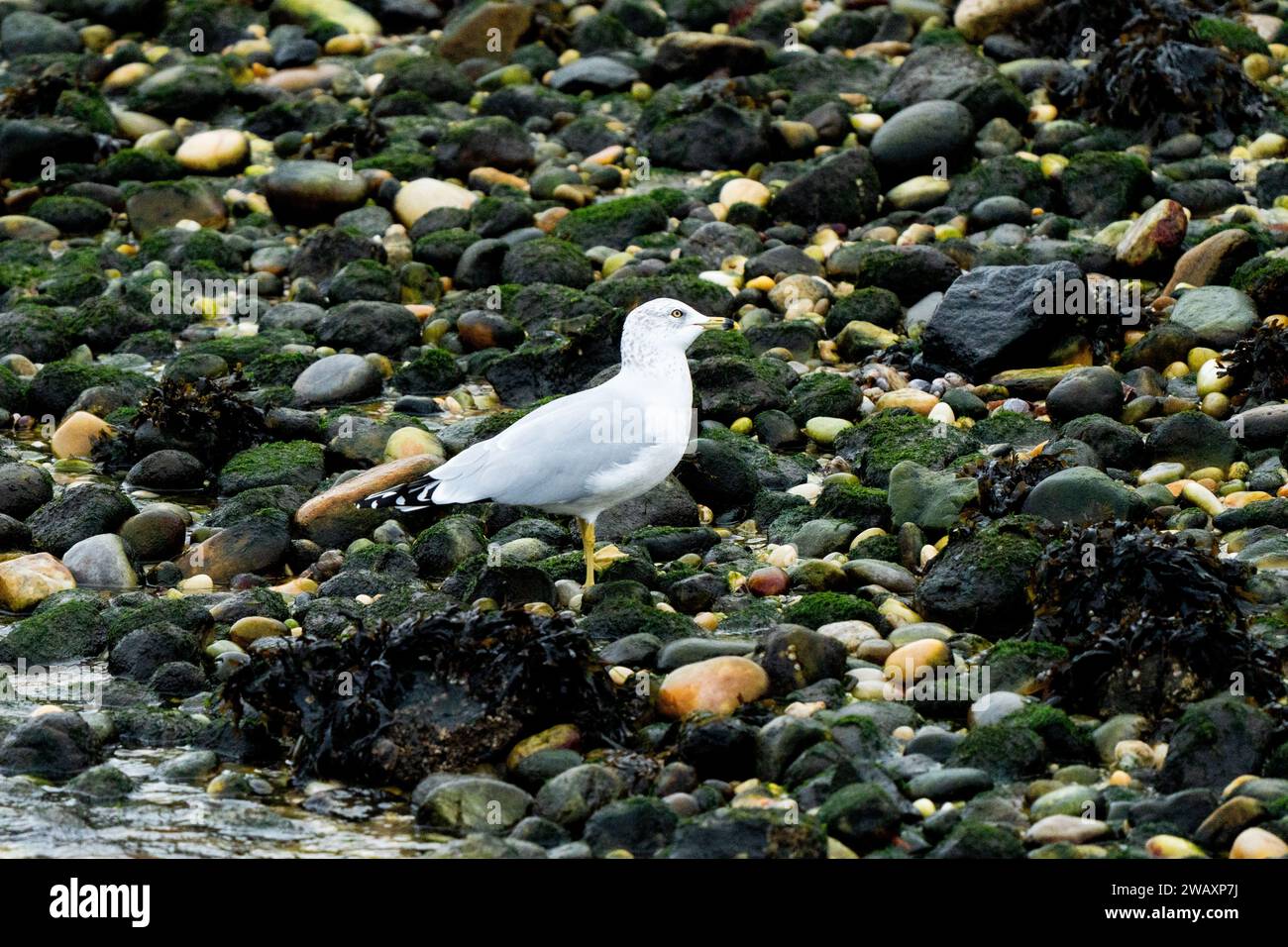 Un solo gabbiano si erge sulla costa rocciosa alla ricerca di conchiglie da mangiare in una calda mattina d'inverno in piedi lungo pietre coperte di muschio. Foto Stock