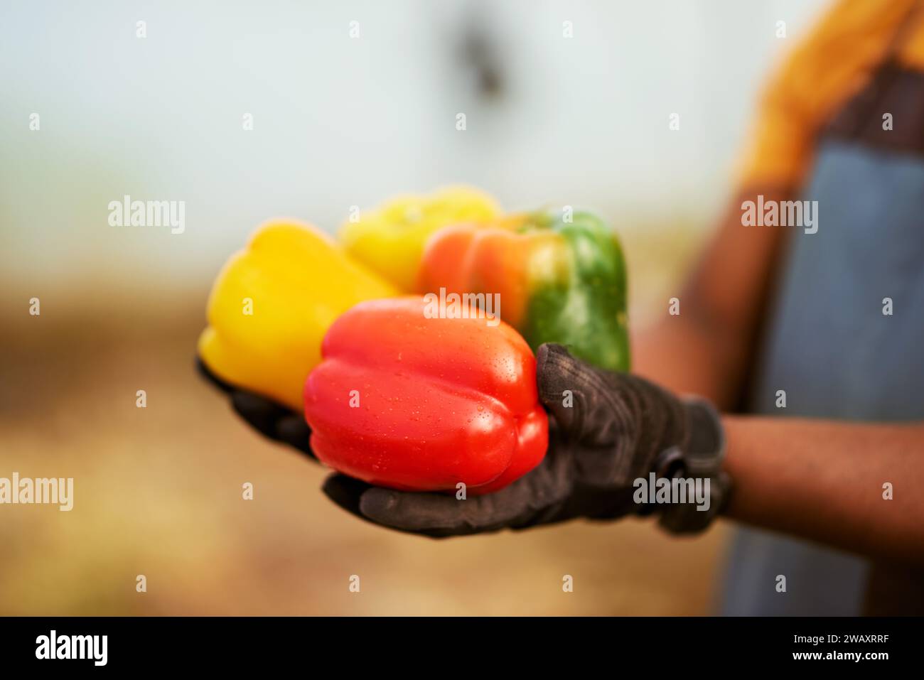 Immagine ravvicinata ritagliata di un contadino nero che tiene in mano le verdure. Foto Stock
