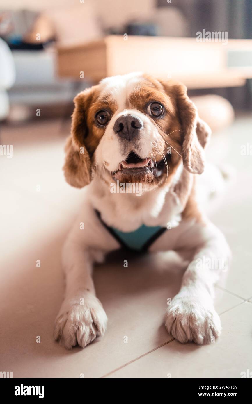 Il carino re charles spaniel, che giace per terra Foto Stock