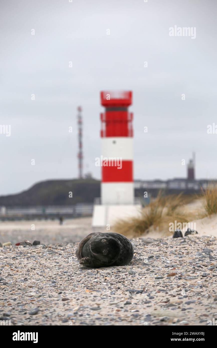 Sigillo sulla spiaggia dell'isola di Düne, Helgoland in Germania. Foto Stock