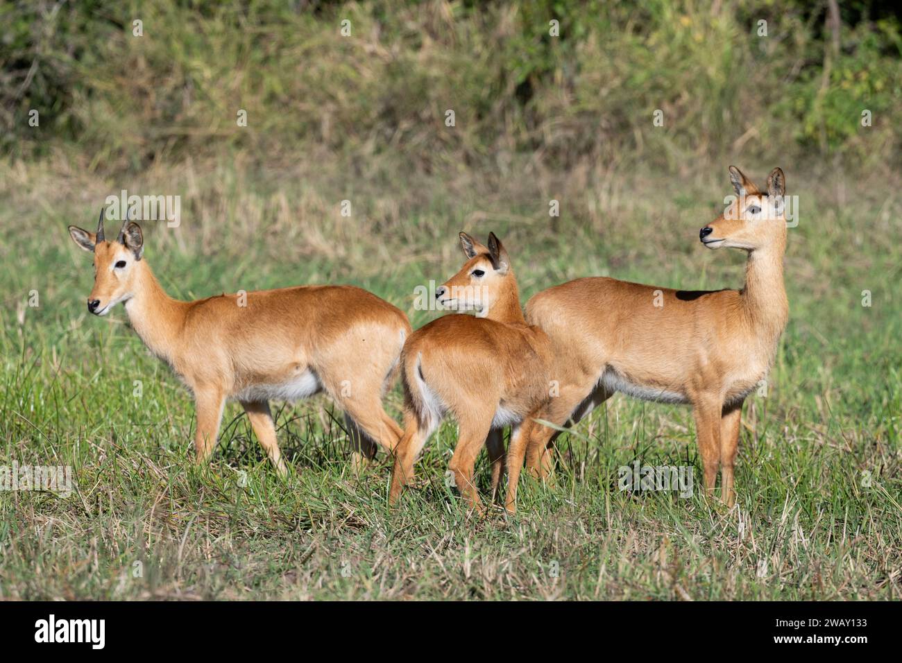 Zambia, South Luangwa National Park. Puku (Kobus vardonii) giovane maschio con femmine in habitat erboso. Foto Stock