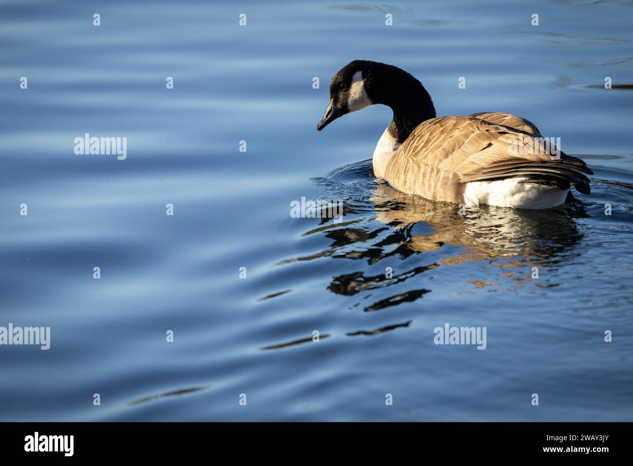 Canada Goose a Reddish vale, Stockport. Foto Stock