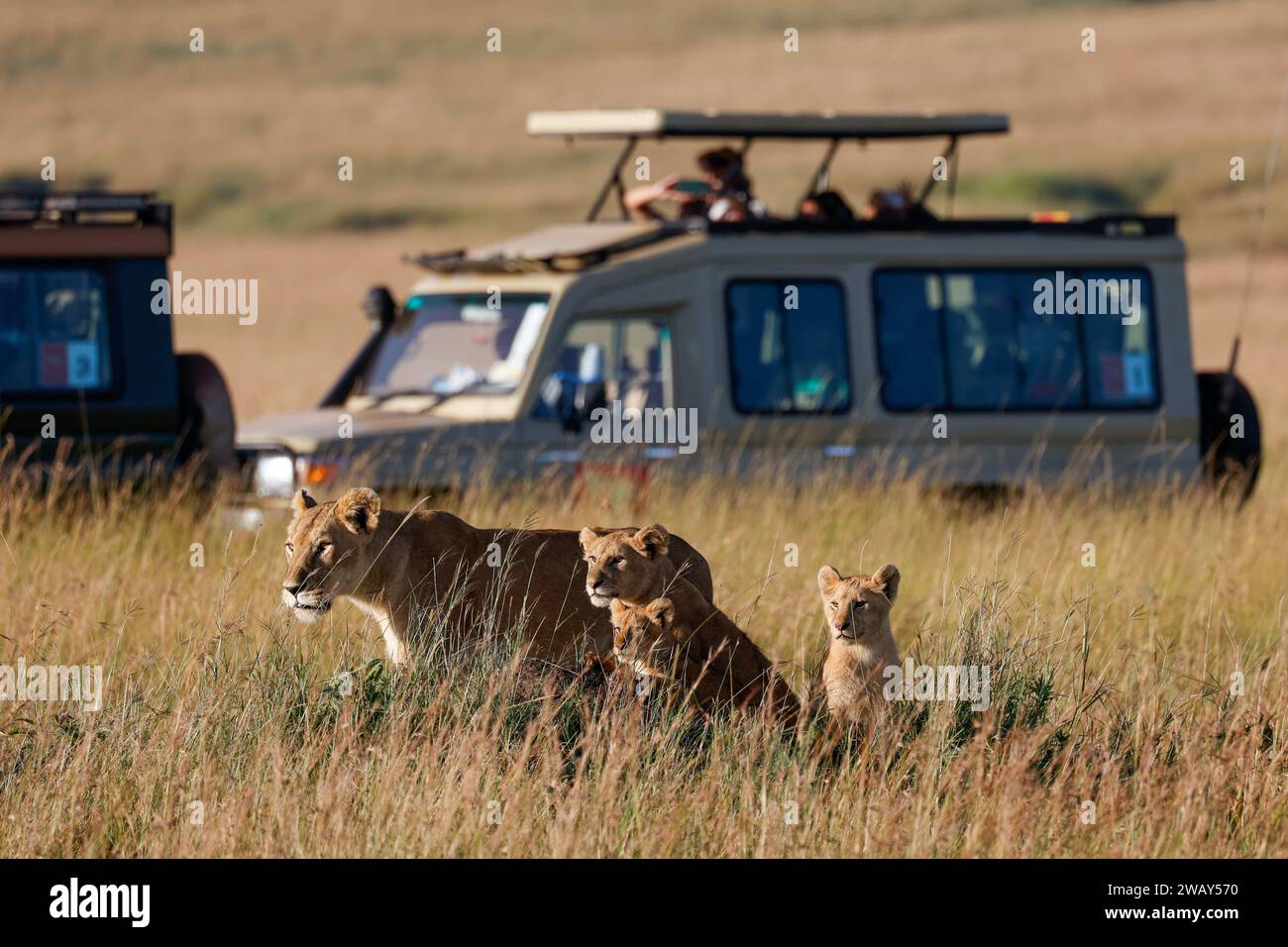 Una leonessa e i suoi cuccioli nella savana erbosa con un gruppo di veicoli safari sullo sfondo Foto Stock