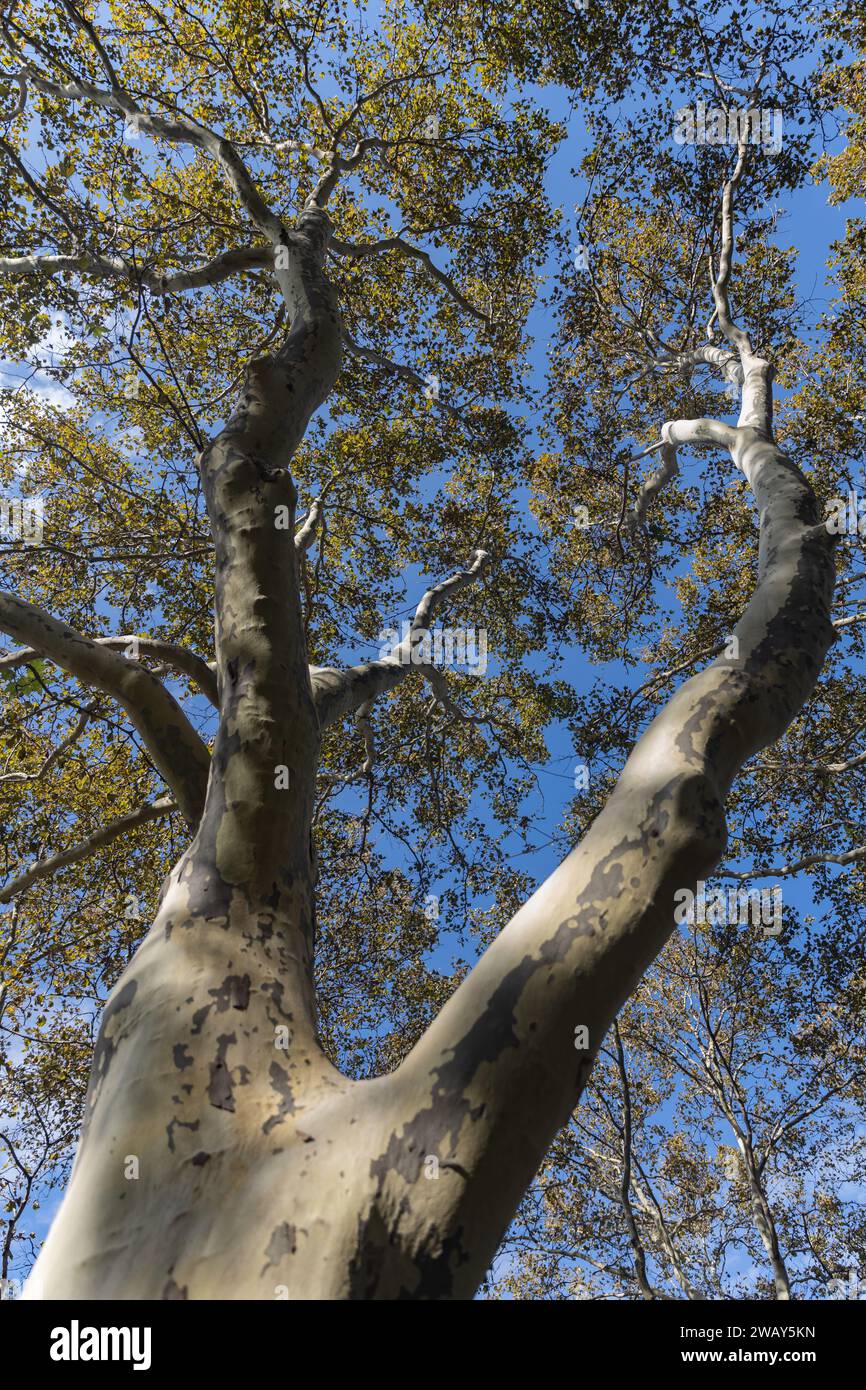New York, Queens, Arthur Ashe Stadium Park Foto Stock