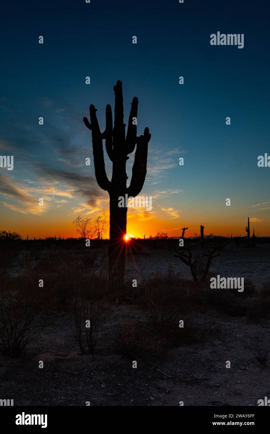 Un cactus saguaro sagomato si erge sullo sfondo delle tonalità dorate-arancioni di un sole che tramonta nel cielo Foto Stock