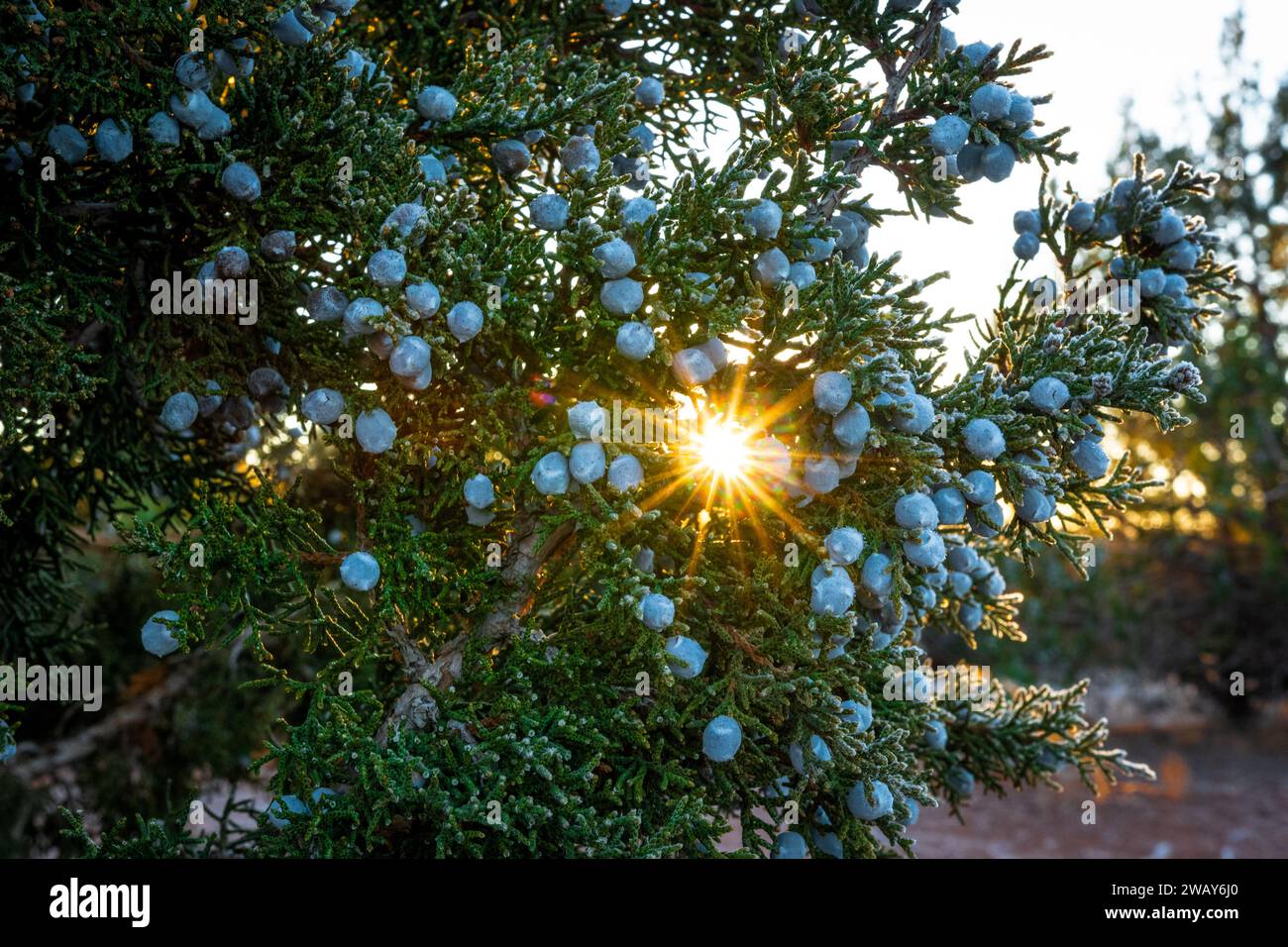 Una splendida immagine di mirtilli su un ramo durante un bellissimo tramonto Foto Stock