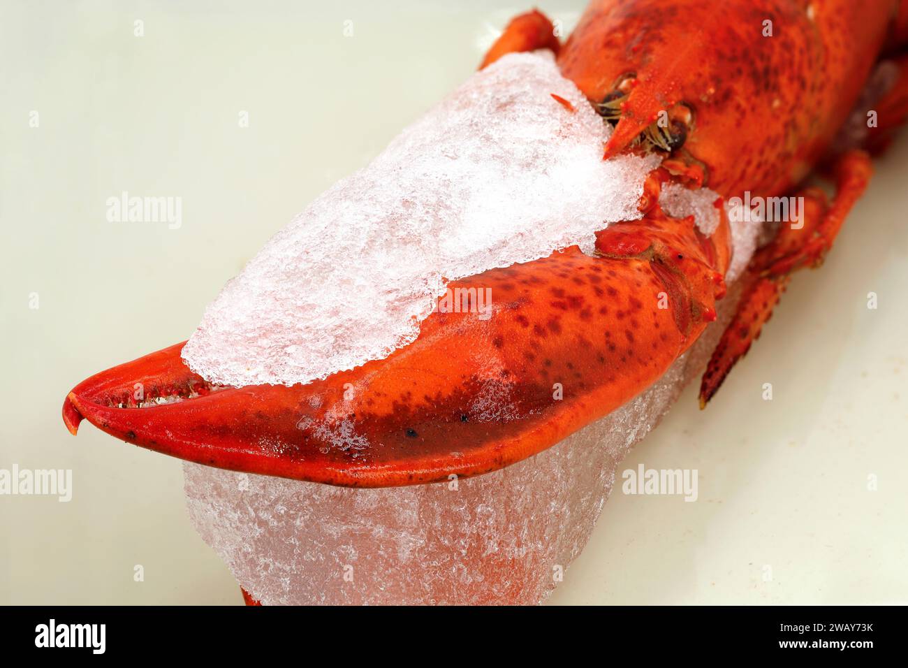 primo piano di metà aragosta surgelata e precotta quando si scongelano in un recipiente, preparando frutti di mare scongelati Foto Stock