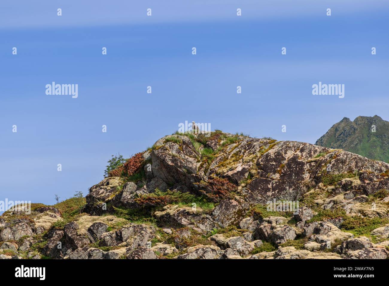 Affacciato sull'arcipelago delle Lofoten, un'aquila dalla coda bianca solitaria esplora il suo dominio da un alto punto panoramico, adagiata tra un arazzo di coloratissimi mos Foto Stock