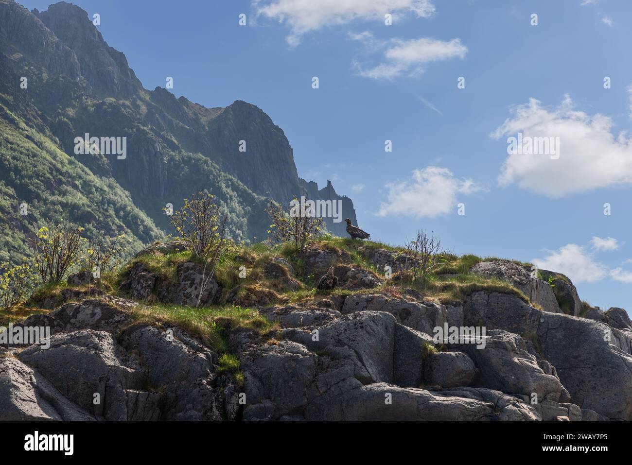 Arroccato su una collina rocciosa nelle isole Lofoten, un paio di aquile dalla coda bianca, uomini e donne, osservano l'ambiente circostante contro il ripido cli verde Foto Stock