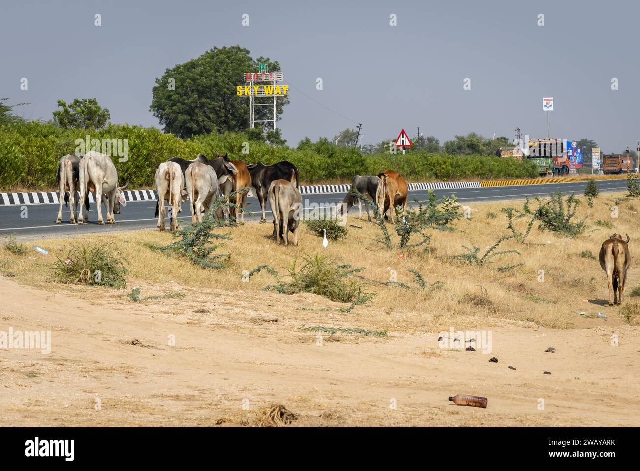 Molti tori attraversano l'autostrada nazionale di giorno da un angolo piatto l'immagine viene scattata presso l'autostrada nazionale jodhpur udaipur rajasthan india il 23 novembre 2023. Foto Stock