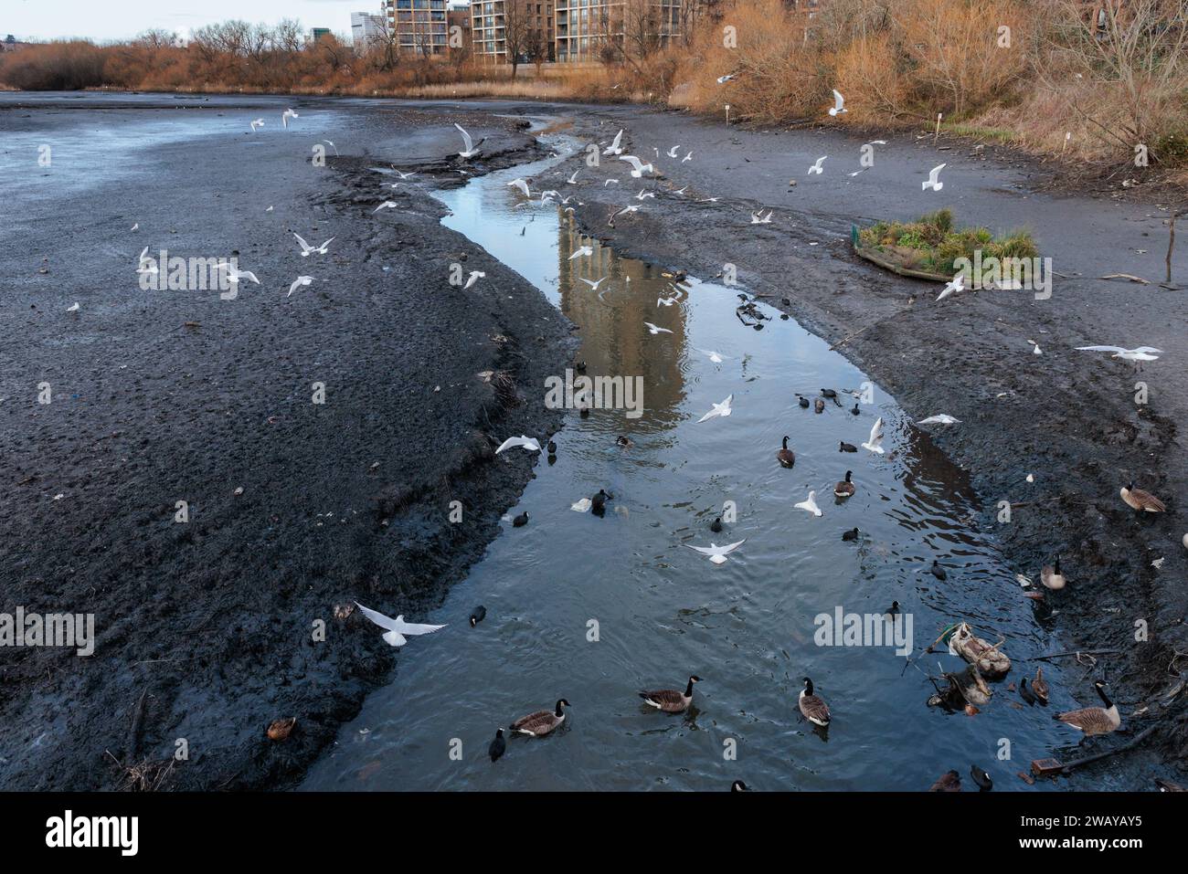 Il Silk Stream viene rivelato dopo lo scarico del Brent Reservoir, l'arpa gallese per un programma di cinque mesi di lavori di manutenzione essenziali. Foto Stock