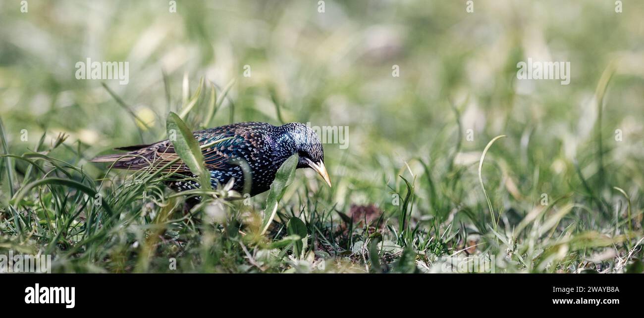 Motley starling cammina nell'erba verde in cerca di cibo per la ragazza. Nitidezza selettiva. Foto Stock