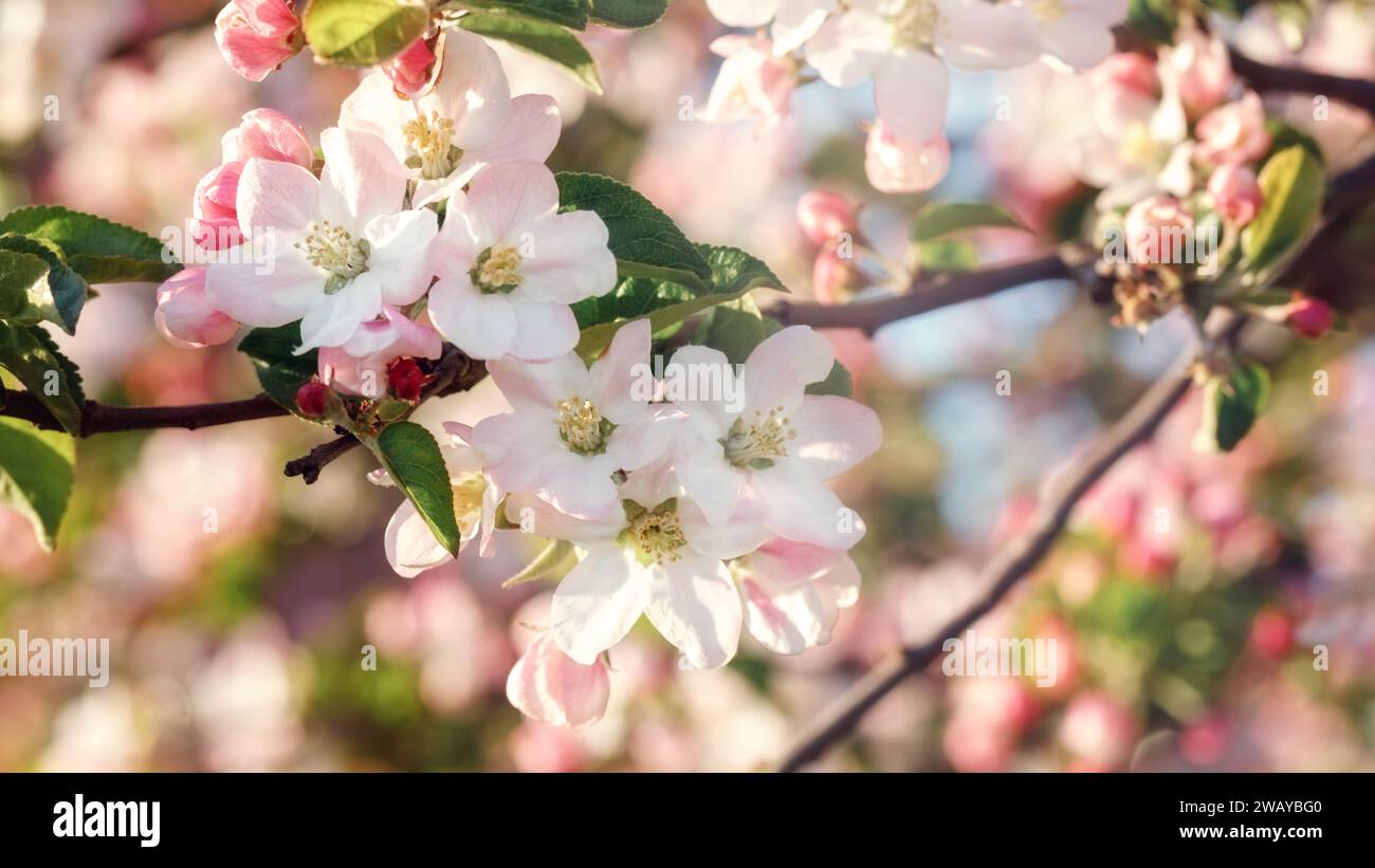 In primavera sbocciano bellissimi meli. Un'immagine primaverile di giardini fioriti, fiori illuminati da una delicata luce del sole. Foto Stock