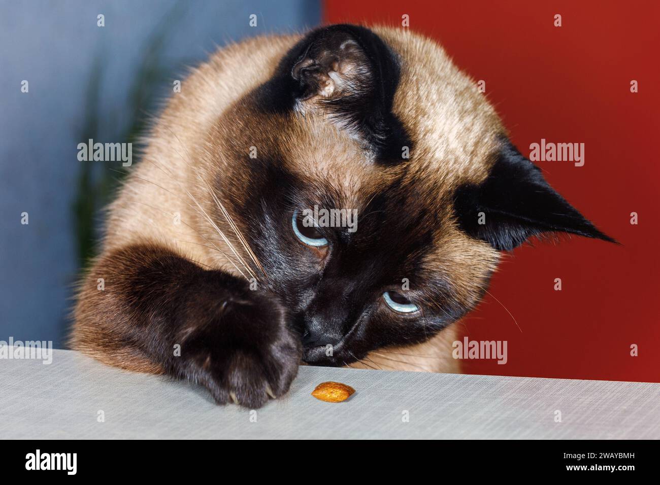 Ritratto di un gatto siamese che cerca di raggiungere uno spuntino con la zampa. L'animale è interessato al cibo. Foto Stock