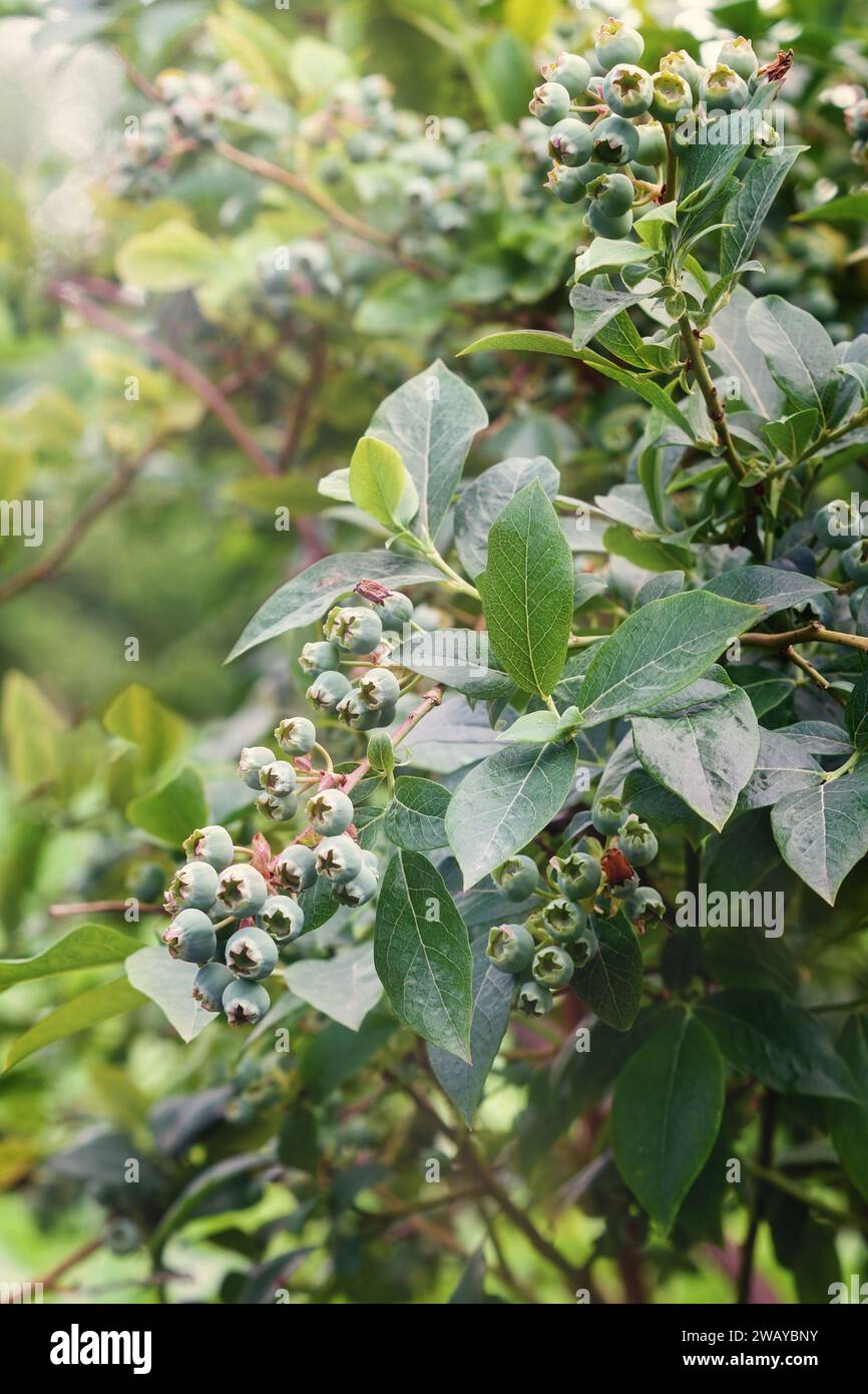 Frutti di mirtillo verdi su un ramo d'albero e sfondo sfocato in una piantagione privata. Maturazione di bacche ancora verdi. Cespuglio di mirtilli biologico nel distretto Foto Stock