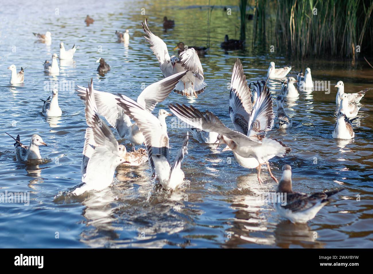 I gabbiani combattono per il cibo nello stagno della città di Klaipeda. Foto Stock