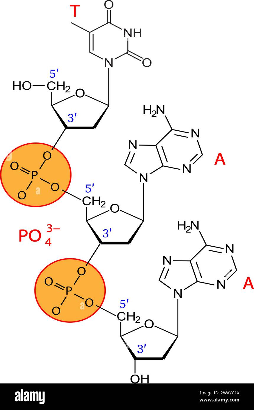 Illustrazione vettoriale dei legami fosfodiesteri tra tre nucleotidi. Illustrazione Vettoriale