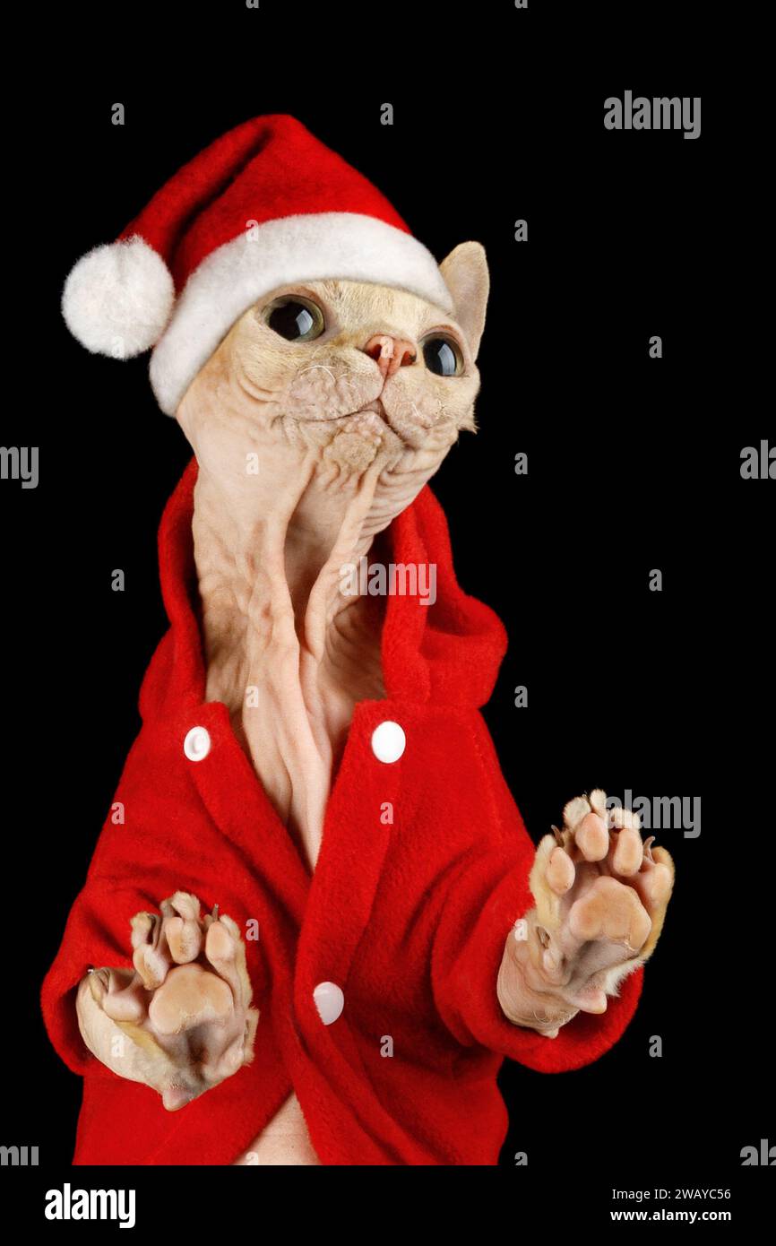 Gattino rosa senza peli in costume da Babbo Natale rosso con grandi occhi carini sorridenti e in posa per la fotocamera. La foto e' adatta come biglietto d'auguri, c'e' una spa Foto Stock