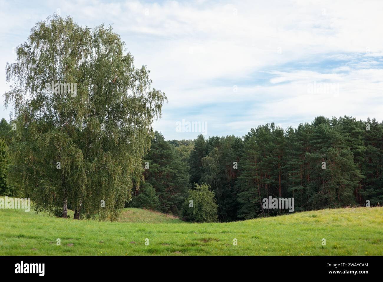 Paesaggio naturale lituano in estate con due grandi betulle, prato verde e pineta in lontananza. Foto Stock