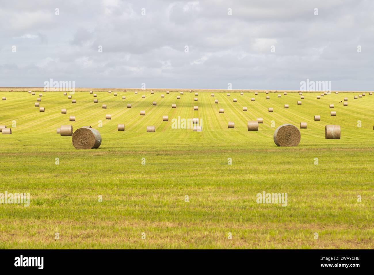 Una grande quantità di balle e pile di fieno in un campo in Inghilterra. Foto Stock