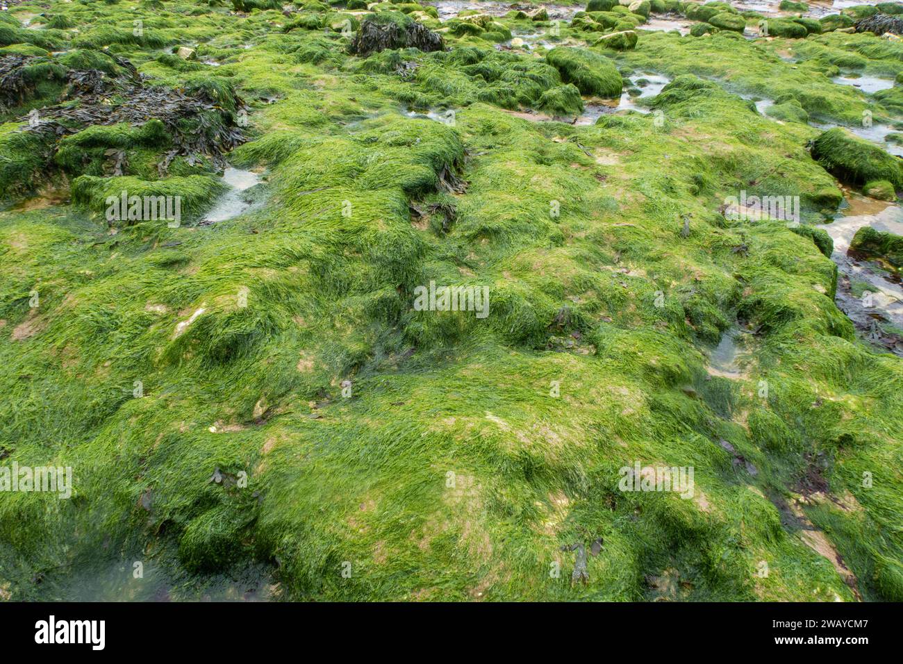 Muschio verde su fondo roccioso. Trovato lungo una spiaggia in Inghilterra Foto Stock