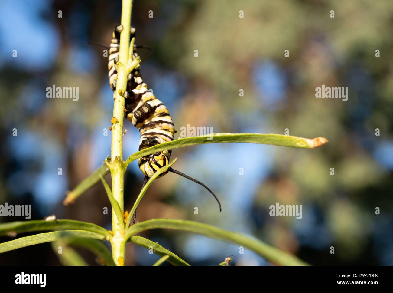 Una farfalla monarchica (Danaus plexippus) caterpillar sale su una pianta di erba del latte narrowleaf (Asclepias fascicularis) a Los Angeles, California, USA Foto Stock