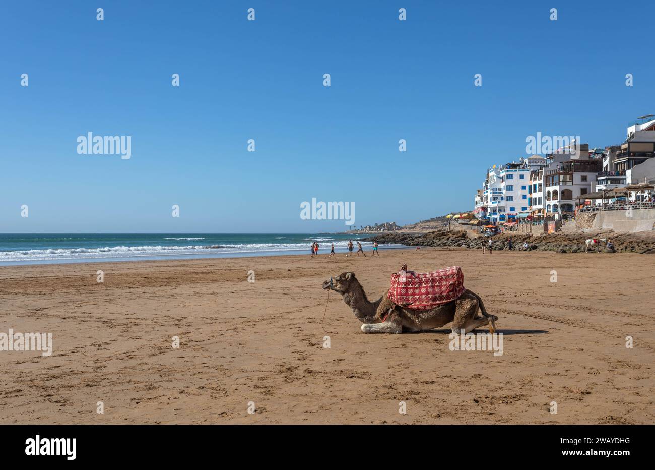 Un cammello seduto sulla spiaggia con l'Oceano Atlantico e gli edifici sul fronte spiaggia sullo sfondo, Taghazout, Marocco Foto Stock