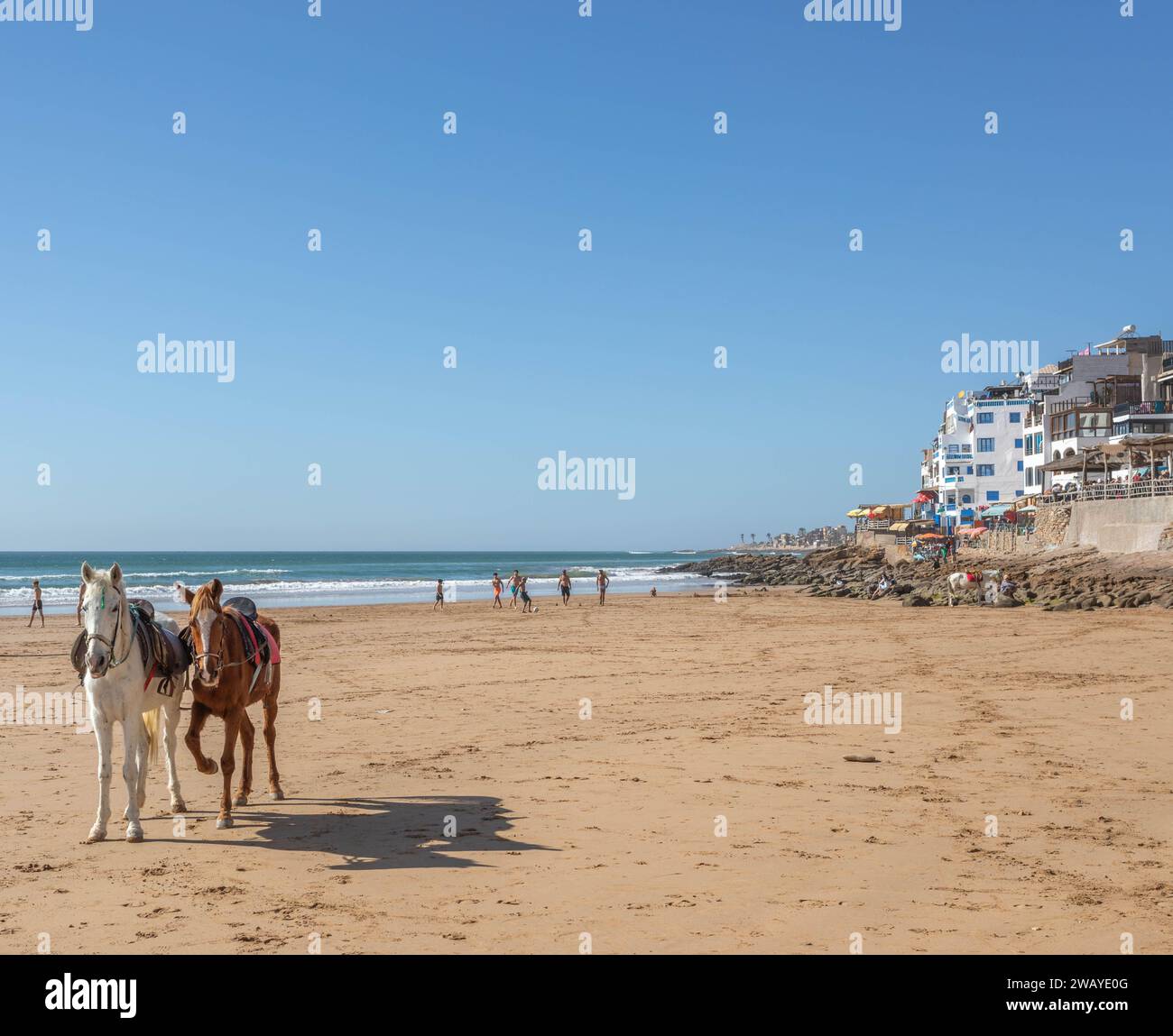 Cavalli sulla spiaggia sabbiosa nel villaggio di pescatori di Taghazout, Marocco, Nord Africa. Foto Stock