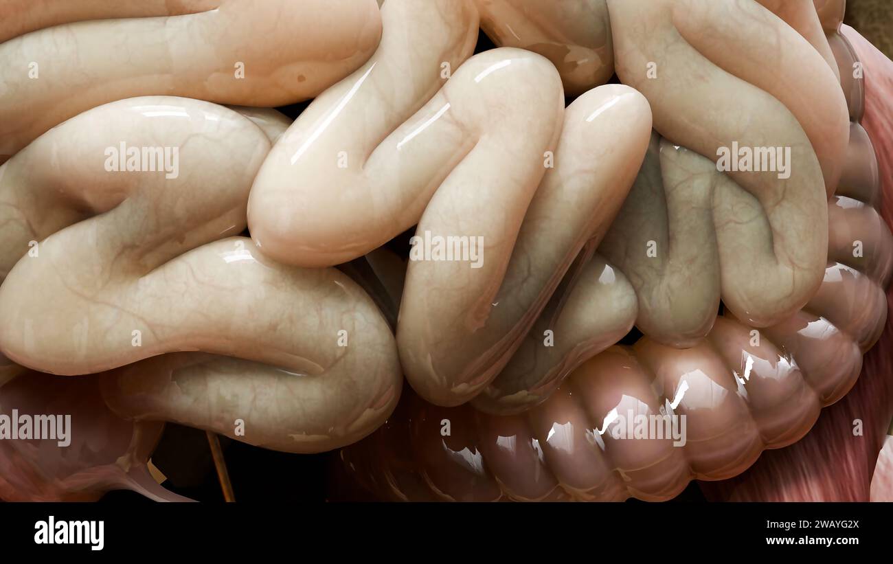 intestino, intestino, colon, addome, addominale, interno, 3d, rendering 3d, dolore, anatomico, anatomia, anteriore, appendice, biologia, corpo, intestino, macchina Foto Stock