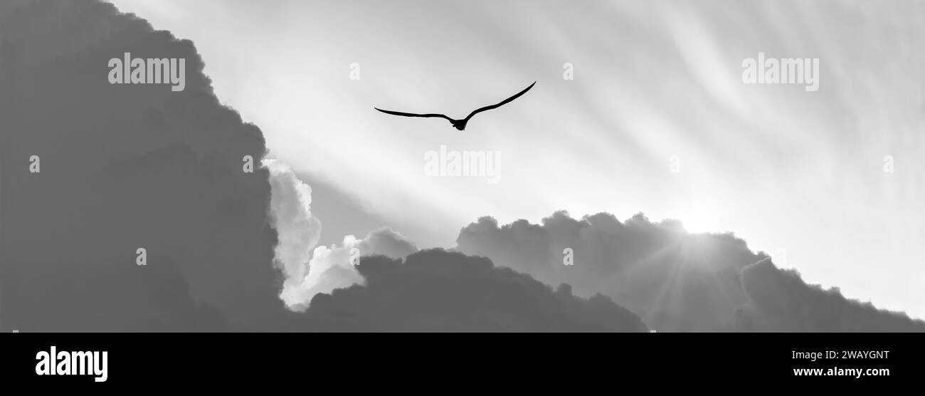 La silhouette di un uccello si innalza sopra le nuvole con il banner intestazione bianco e nero a raggi solari che scoppia Foto Stock