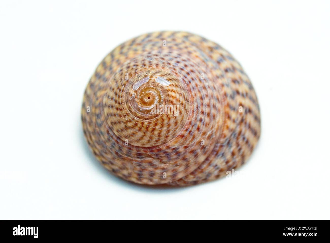 Primo piano di una piccola conchiglia della famiglia umbonium di molluschi gasteropodi marini, comunemente chiamati Button Top, isolati su uno sfondo bianco. Foto Stock