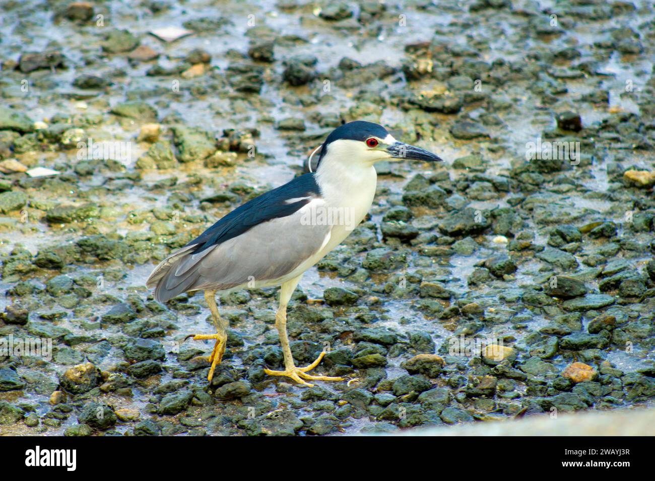 Socó Dorminhoco Foto Stock