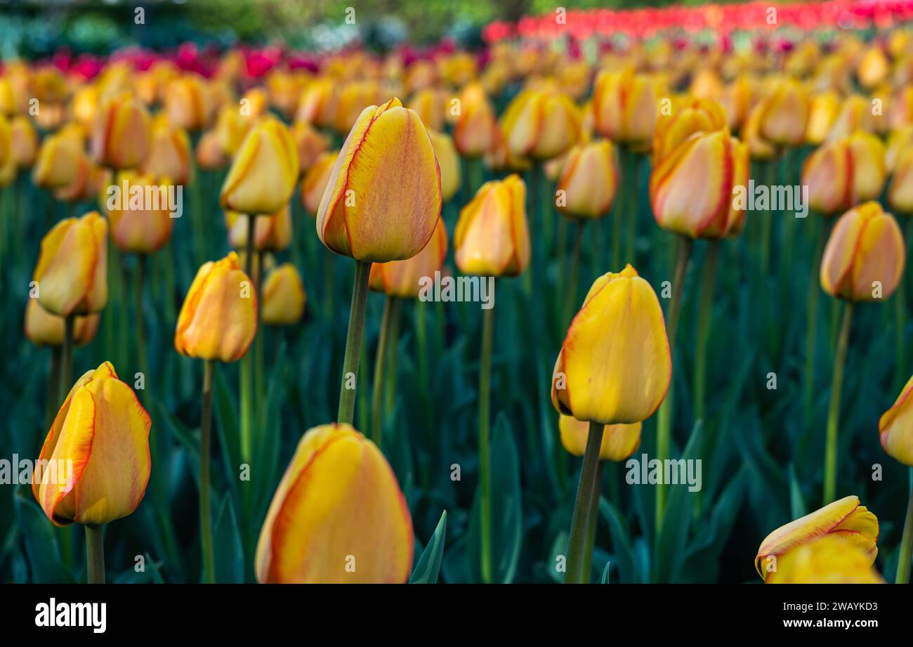Un paesaggio pittoresco caratterizzato da un vivace campo di tulipani gialli e rossi che punteggiano il lato della strada Foto Stock