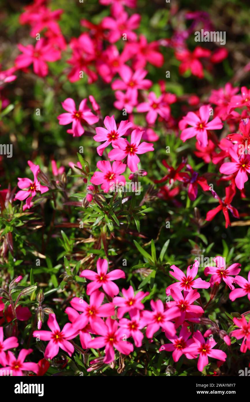 Una foto ravvicinata di sfondo di un letto di fiori di muschio rosa phlox Foto Stock