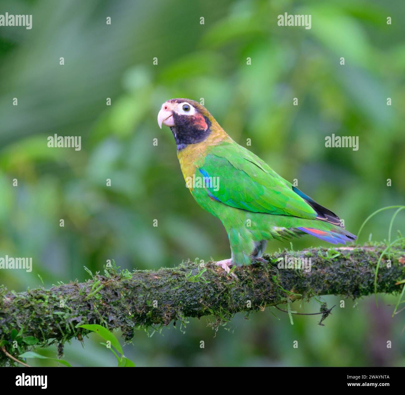 Pappagallo con cappuccio marrone (Pyrilia haematotis), Laguna del Lagarto Eco Lodge, Boca Tapada, Alajuela, Costa Rica. Foto Stock