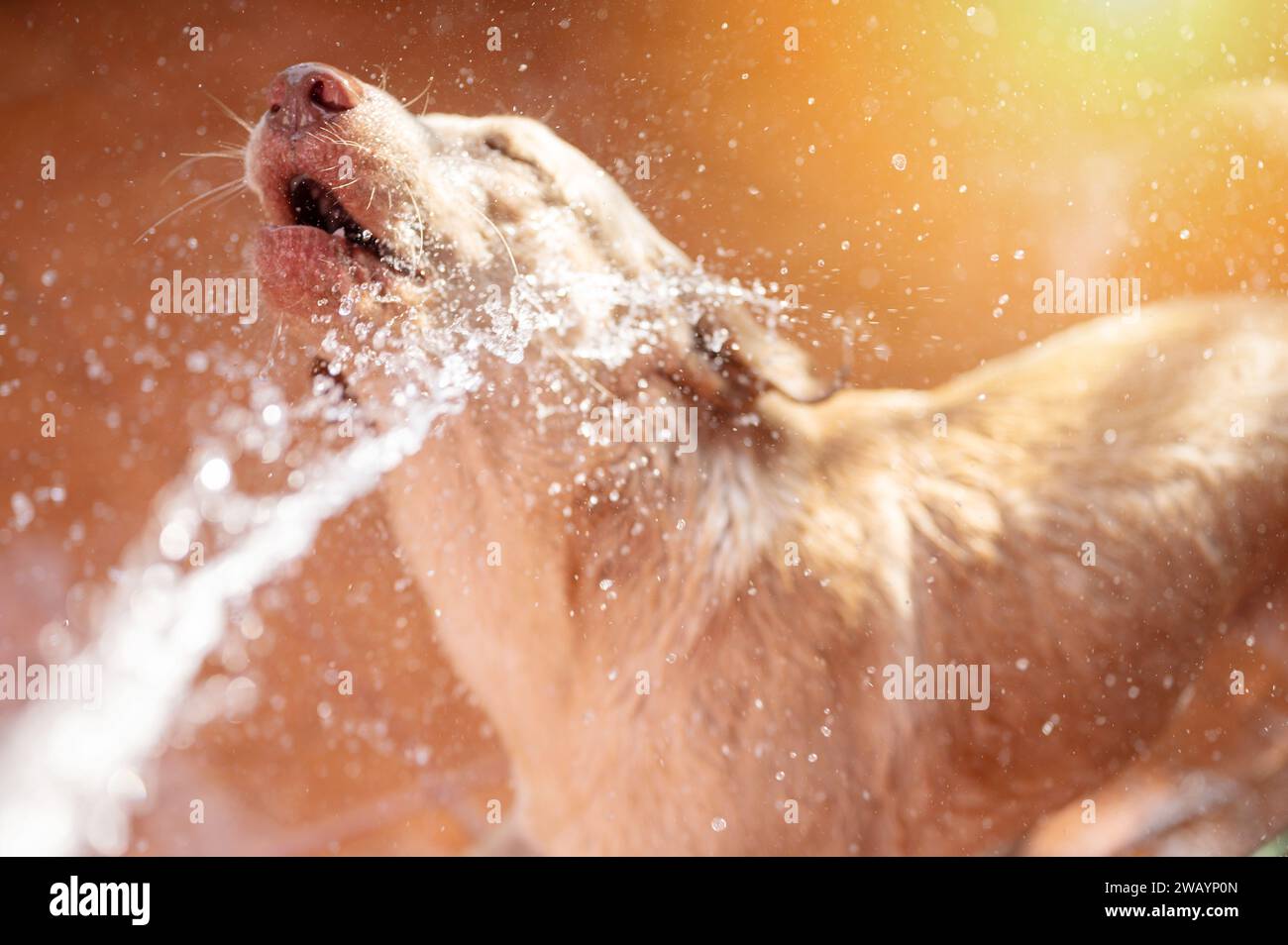 Ritratto di un cane labrador in acqua con uno sfondo luminoso e soleggiato Foto Stock