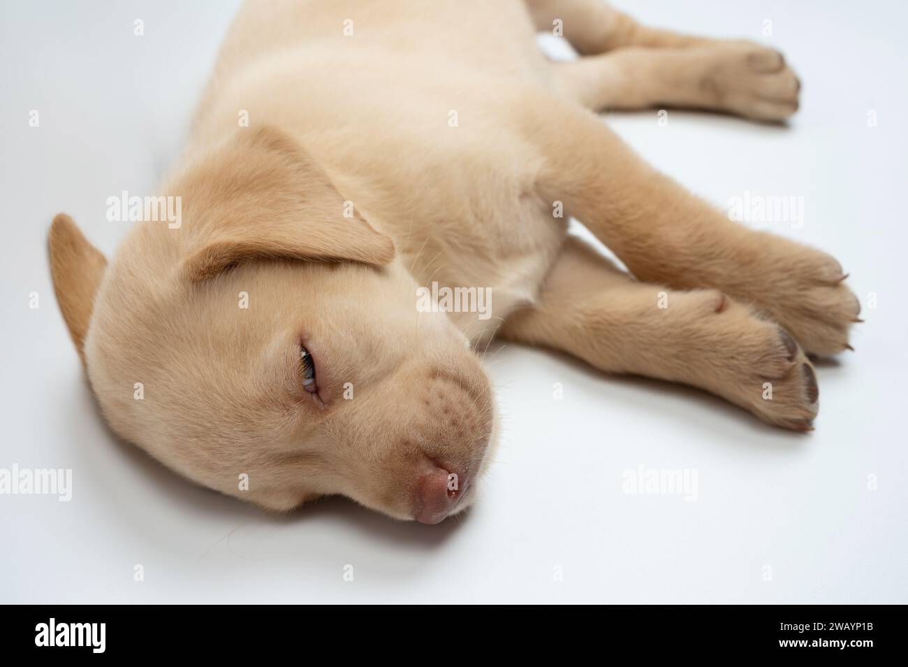 Cucciolo Sleeping labrador di colore marrone su sfondo bianco dello studio Foto Stock