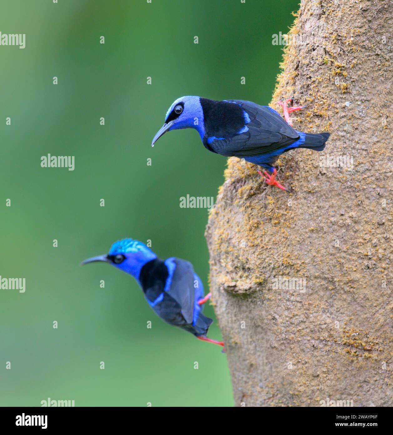 Cianerpes cyaneus, due uomini sul tronco dell'albero, Laguna del Lagarto Eco Lodge, Boca Tapada, Alajuela, Costa Rica. Foto Stock