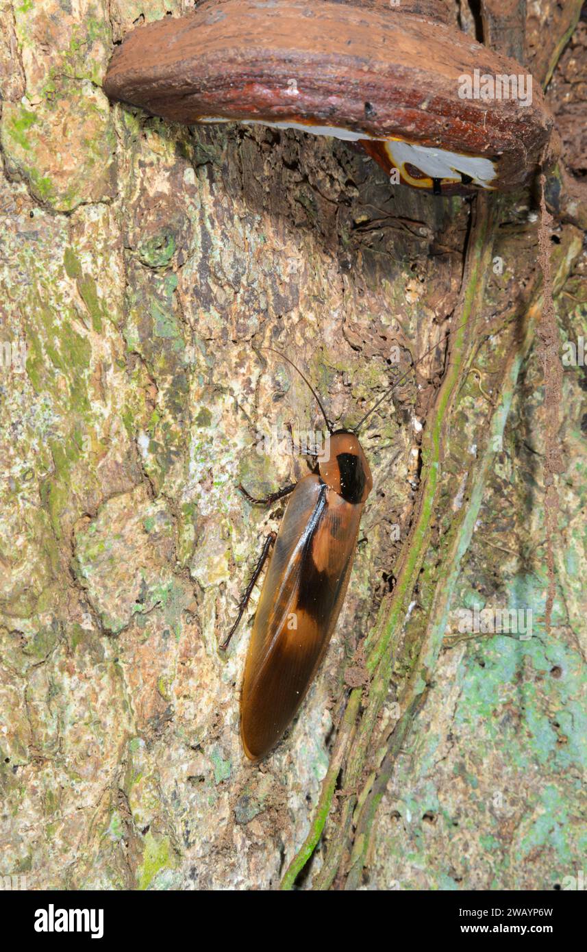 Foresta pluviale gigante Cockroach (Blaberus giganticus) su tronco d'albero, stazione biologica la Selva, provincia di Heredia, Costa Rica. Foto Stock