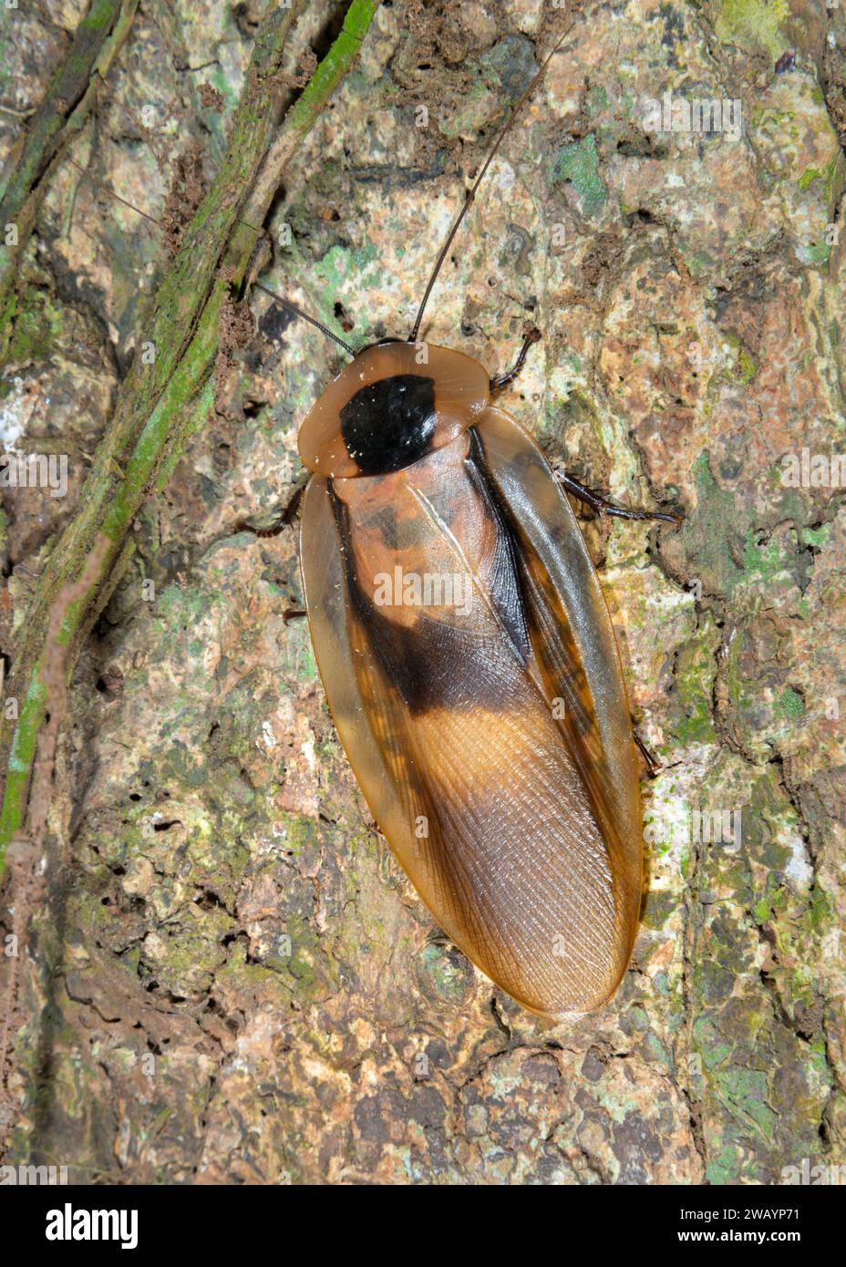 Foresta pluviale gigante Cockroach (Blaberus giganticus) su tronco d'albero, stazione biologica la Selva, provincia di Heredia, Costa Rica. Foto Stock